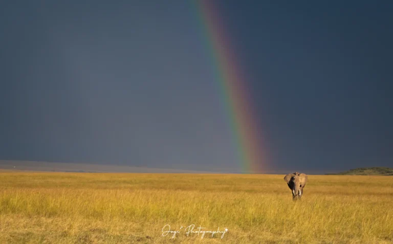 African Elephant Rainbow (3 of 1)