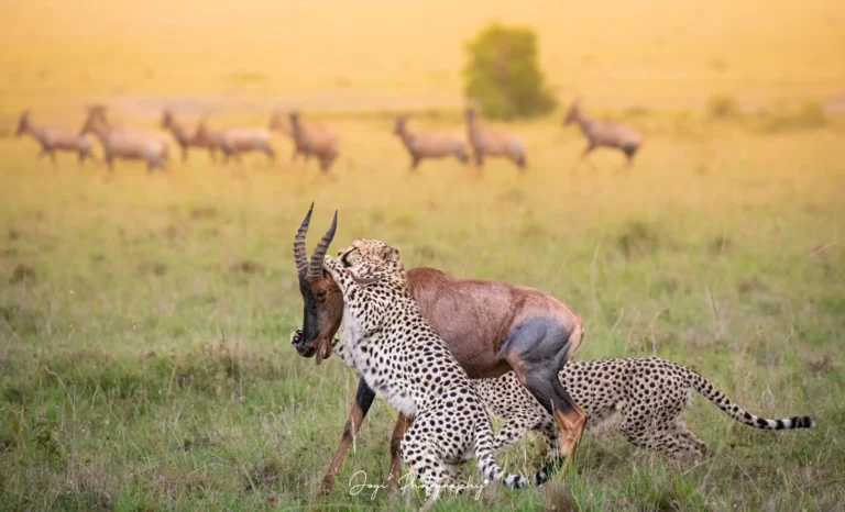 Cheetah Hill SHow