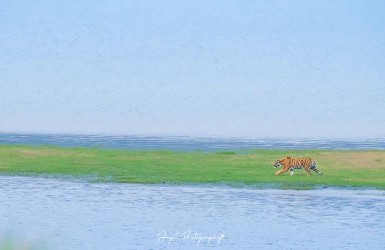 Corbett Tigerscape Water (1 of 1)