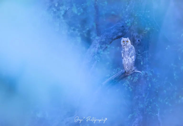 Dusky Eagle Owl