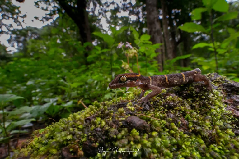 Gecko scape