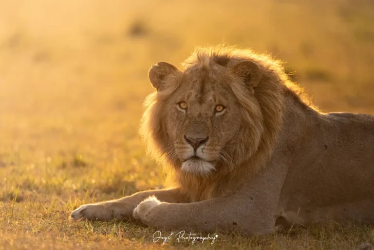 Glowing Lion