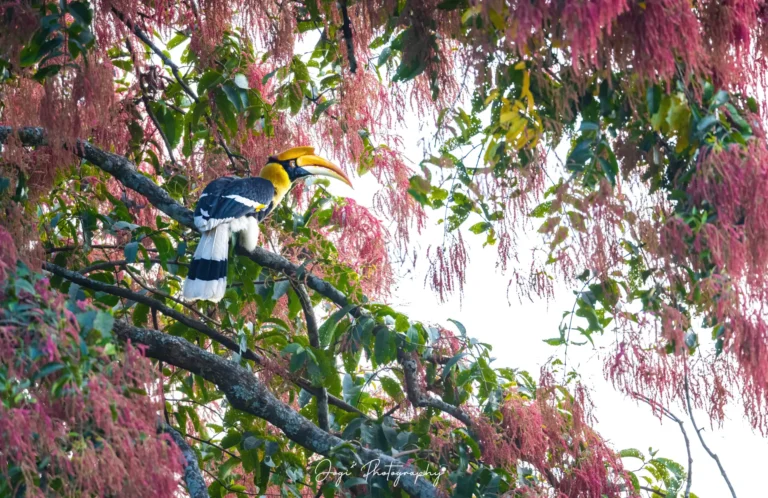 Great Hornbill DN