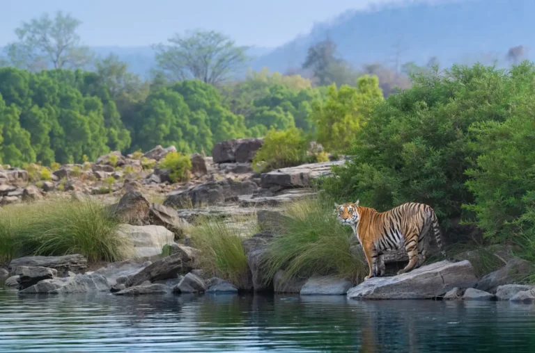 Panna Tiger (1 of 1)-DeNoiseAI-low-light