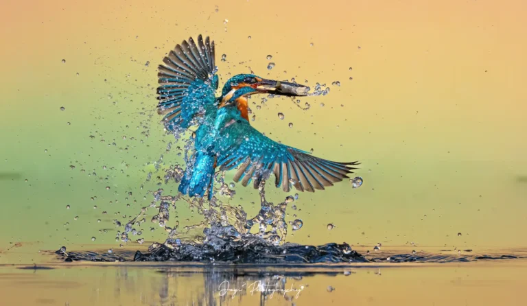 Small Kingfisher Flight horizontal-DeNoiseAI-severe-noise