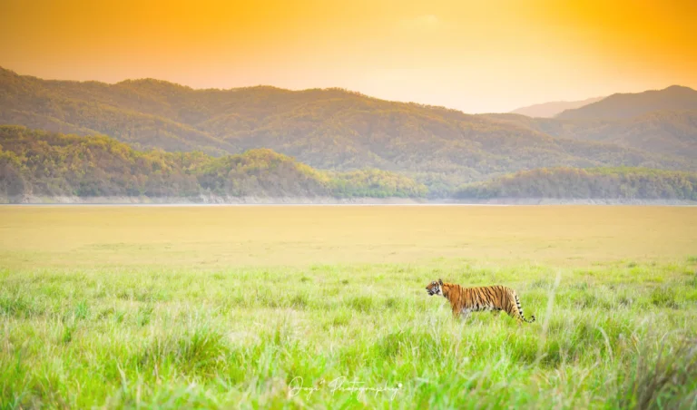 Tricolor Tiger-DeNoiseAI-low-light