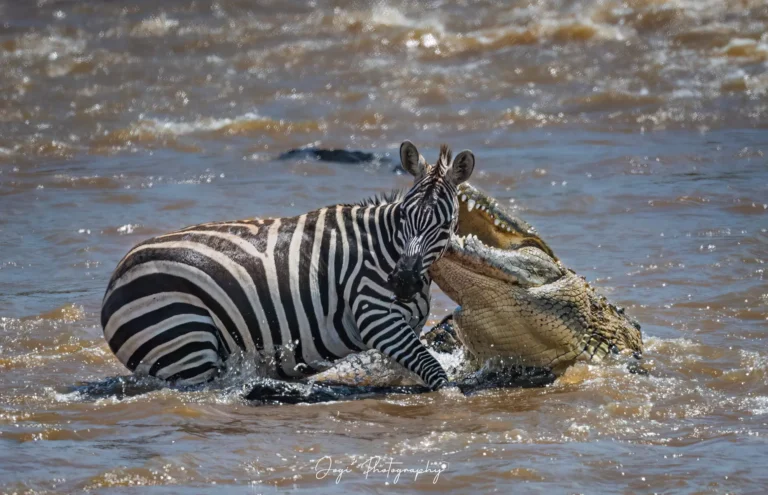 Zebra Kill Croc-DeNoiseAI-low-light (1)