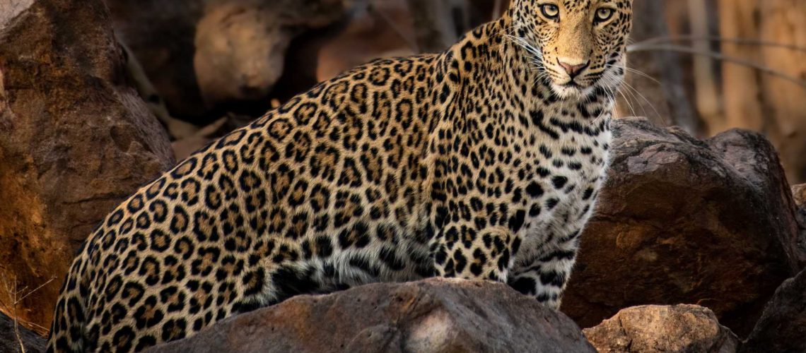 Leopard Tadoba-1 Leopard Tadoba-1